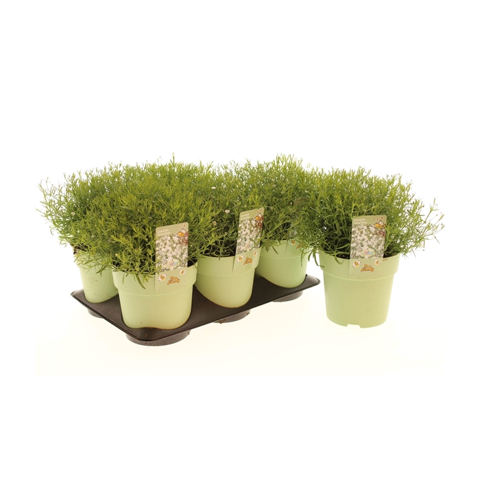 <h4>Gypsophila Teeny White</h4>
