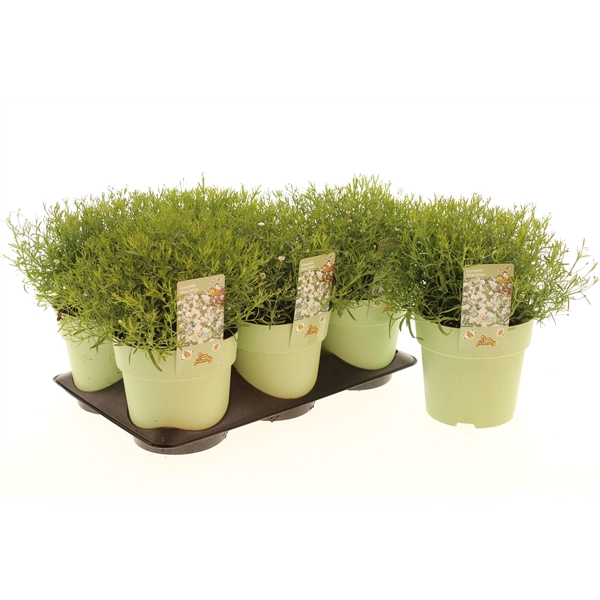 Gypsophila Teeny White