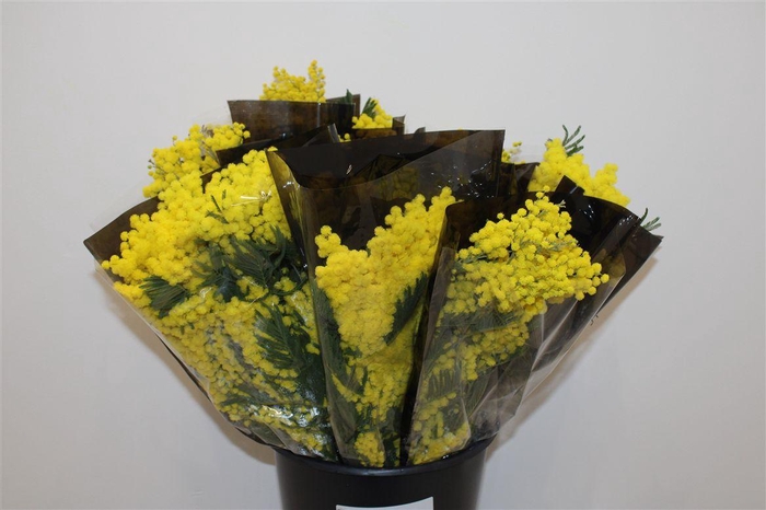 <h4>Mimosa Mirandole 200 Gr P Bunch</h4>