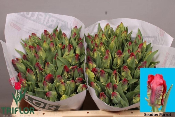 <h4>Tulipa pa seadov parrot</h4>
