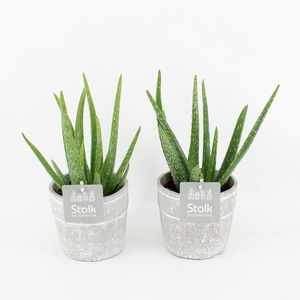 Aloe Vera in stone look pot