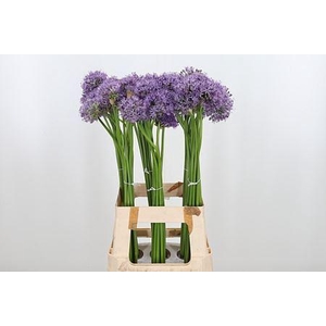 ALLIUM AFLATUNENSE ALLIUM AFLATUNEN