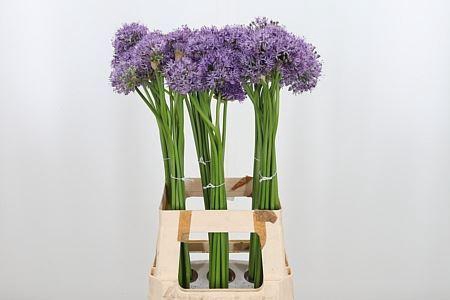 <h4>ALLIUM AFLATUNENSE ALLIUM AFLATUNEN</h4>