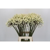 Agapanthus Barcelona