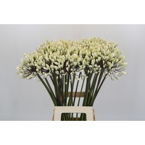 Agapanthus Barcelona
