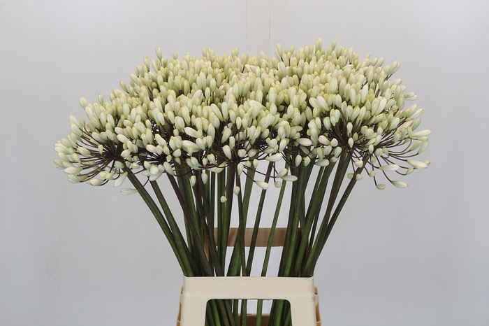 Agapanthus Barcelona