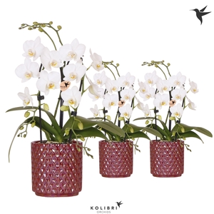 Kolibri Orchids Phalaenopsis Cascade Niagara Fall white 2 spike in Diamond Pearl pot red