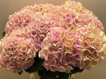 <h4>Hydr M My Pinktou Rz 75 Cm</h4>