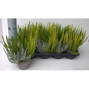 CALLU GG TRIO GI GEM