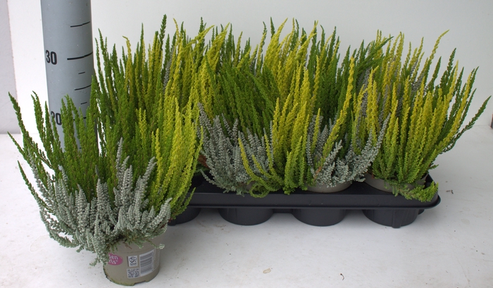 <h4>CALLU GG TRIO GI GEM</h4>