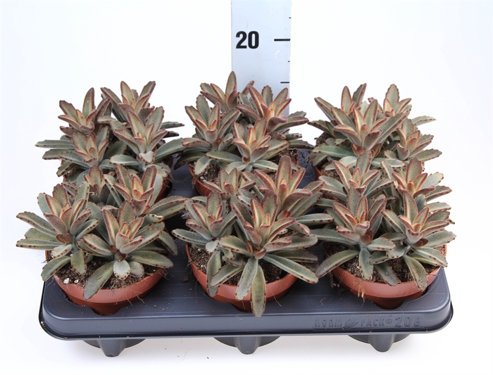 <h4>Kalanchoe NF   ...</h4>