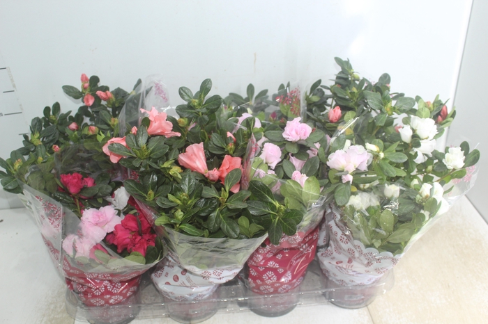 <h4>AZALEIA P14</h4>