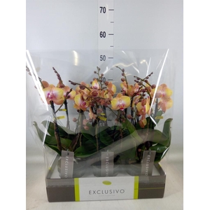 Phalaenopsis multi.   ...orange