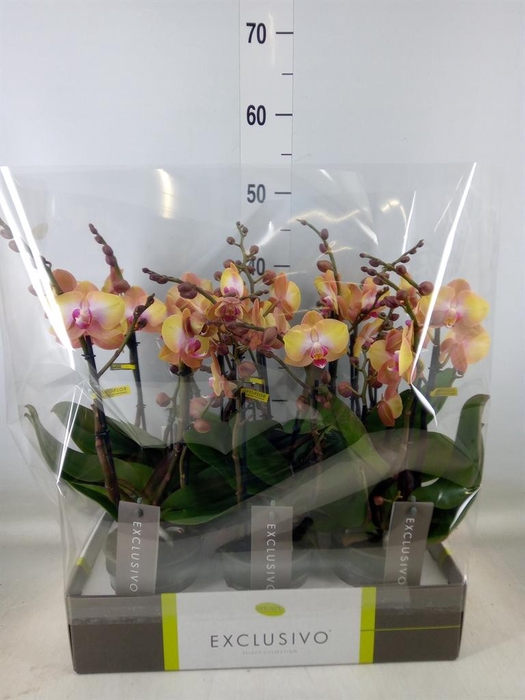 <h4>Phalaenopsis multi. ...orange</h4>