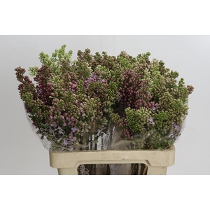 Syringa Vulg Lavaliensis