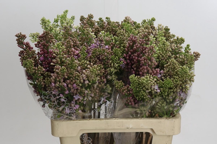 <h4>Syringa Vulg Lavaliensis</h4>