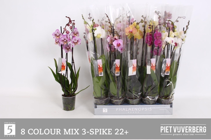 <h4>PHAL GEM 8 KL</h4>