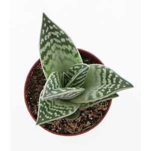 Aloe Variegata