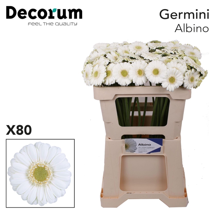 <h4>GERMINI ALBINO GE MI ALBINO EMMER X</h4>