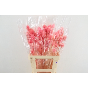 DF Dipsacus Porcellana Bs 130g