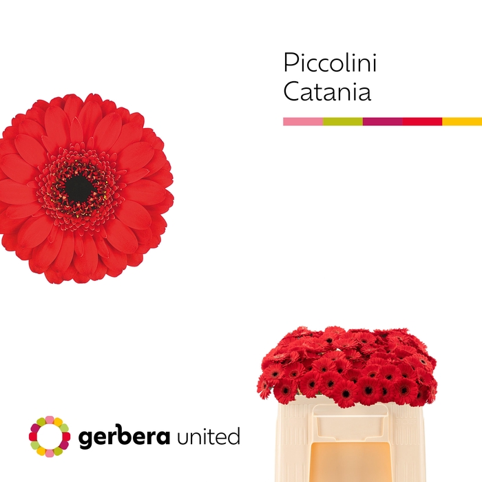 <h4>Nano Catania Water/Hoes x80</h4>