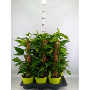 Epipremnum pinn.   ...moss stick