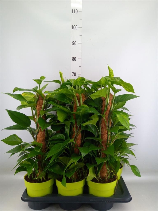 <h4>Epipremnum pinn.   ...moss stick</h4>