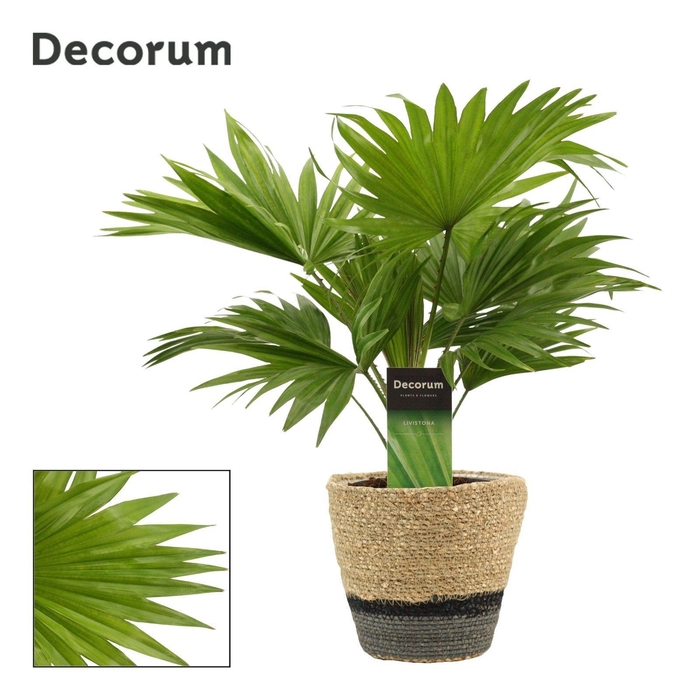<h4>Livistona Rotundifolia 12 cm in Hanoi mand grijs (Deco-coll.)</h4>