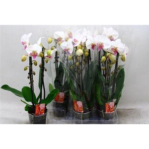 Phal El Cascade