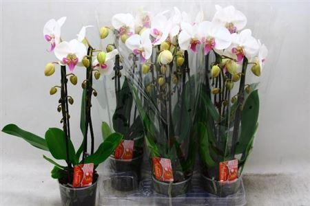 <h4>Phal El Cascade</h4>