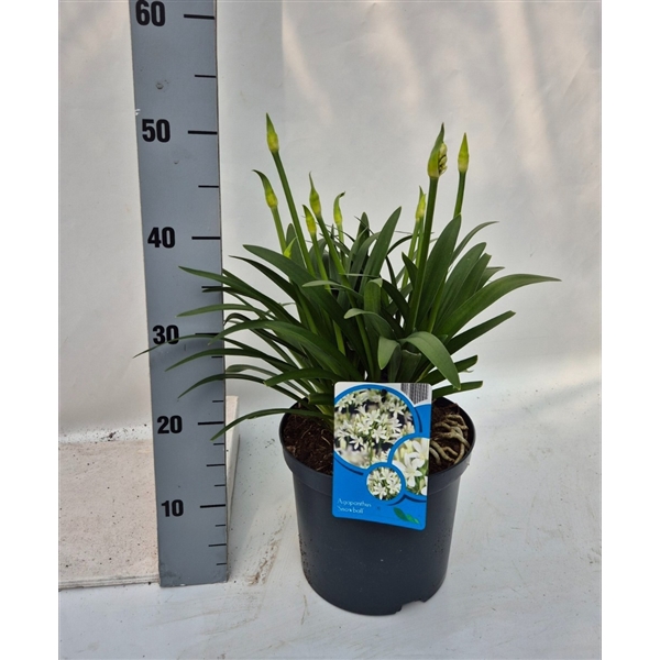 Agapanthus Snowball