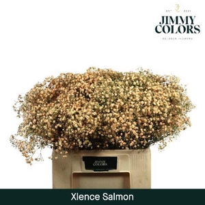 Gyps xlence L60 Salmon