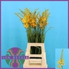 Crocos Suzanna