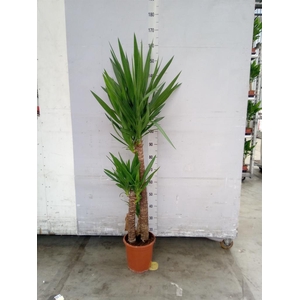 Yucca   ...