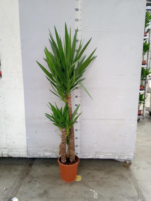 <h4>Yucca   ...</h4>