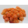 Nutans Ayoba Orange