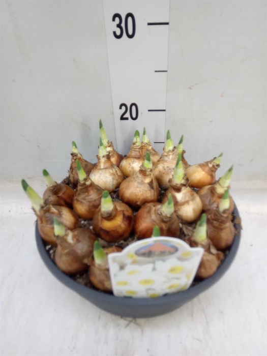 <h4>Narcissus   ...</h4>