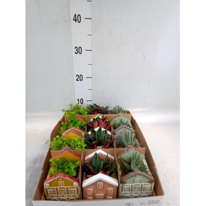 Planten  ..in schaal L%