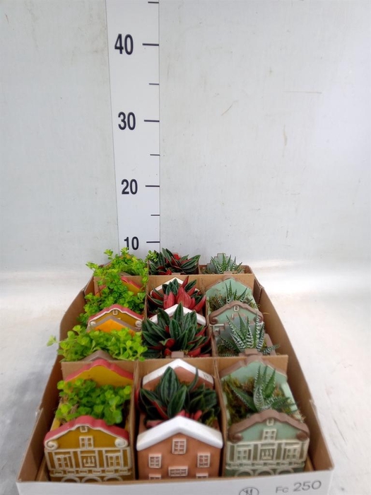 Planten  ..in schaal L%