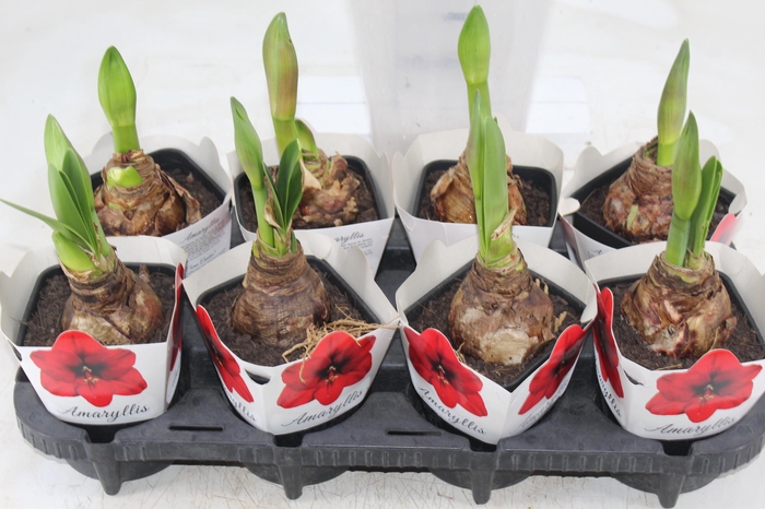 <h4>AMARYLLIS P14</h4>