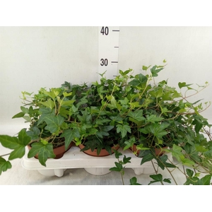 Hedera   ...green leafed