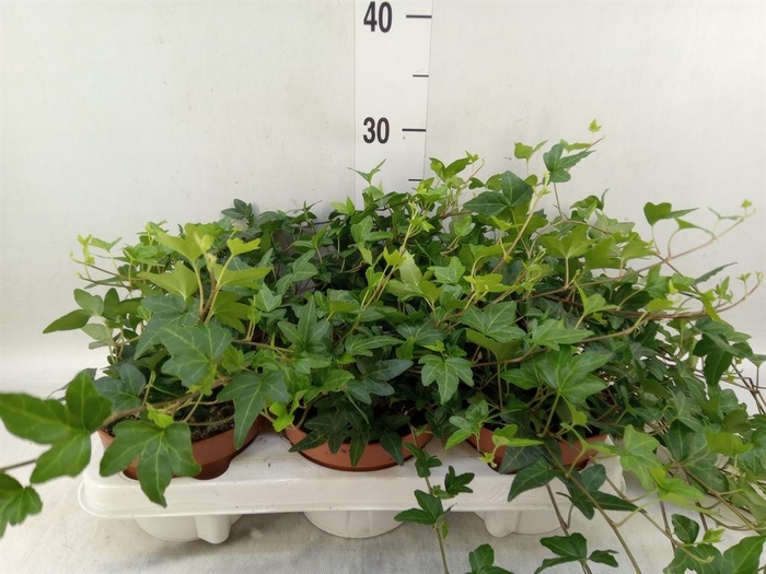 <h4>Hedera   ...green leafed</h4>