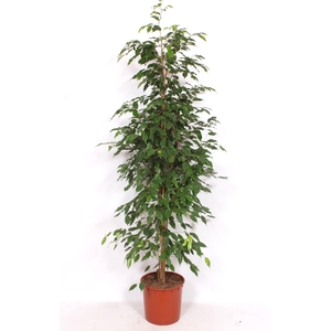 Ficus Exotica