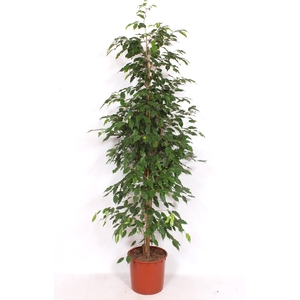 Ficus Exotica