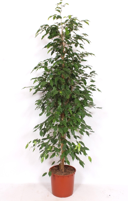 <h4>Ficus Exotica</h4>