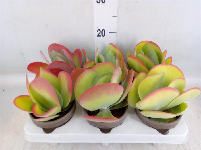 <h4>Kalanchoe NF thyrsiflora</h4>