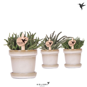 Kolibri Greens Rhipsalis mix in Flower pot sand