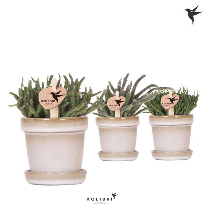 <h4>Kolibri Greens Rhipsalis mix in Flower pot sand</h4>