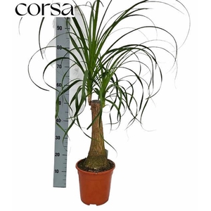 BEAUCARNEA RECUR