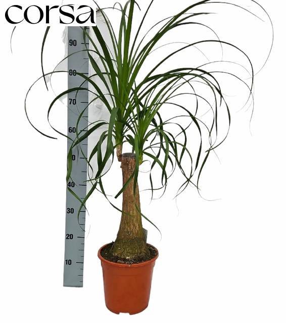 <h4>BEAUCARNEA RECUR</h4>